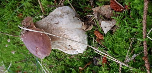 Porcini mushroom in amongst moss